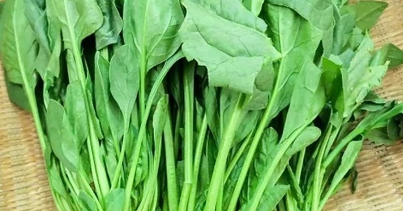 Cải bó xôi - Đặc điểm sinh trưởng của cây Cải bó xôi - Đặc điểm sinh trưởng của cây