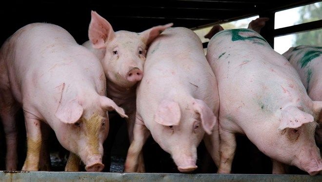 Giá heo hơi - Tác động đến bữa ăn và ngân sách gia đình Giá heo hơi - Tác động đến bữa ăn và ngân sách gia đình