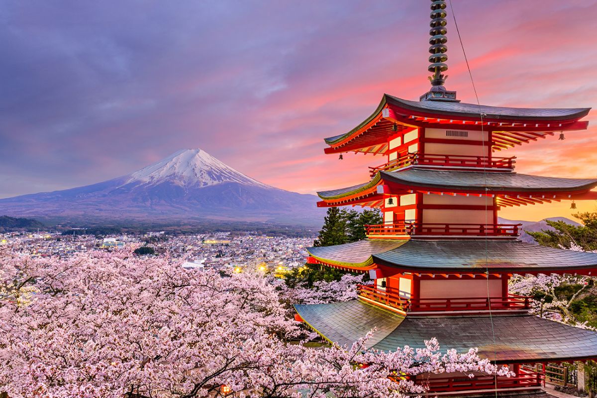 Hoa anh đào - Hình dáng cây, thân và tán lá