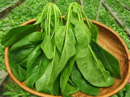 Cải bó xôi - Tưới nước và bón phân hợp lý Cải bó xôi - Tưới nước và bón phân hợp lý