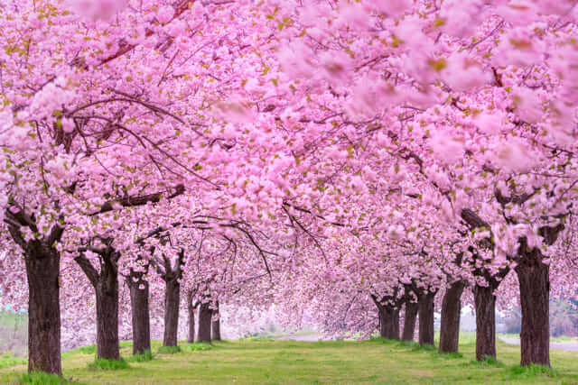 Hoa đào - Quan sát dáng, nụ và độ cân đối của cành