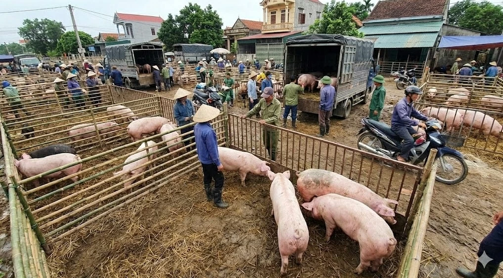 Giá heo hơi - Nhu cầu tiêu dùng và kênh phân phối Giá heo hơi - Nhu cầu tiêu dùng và kênh phân phối
