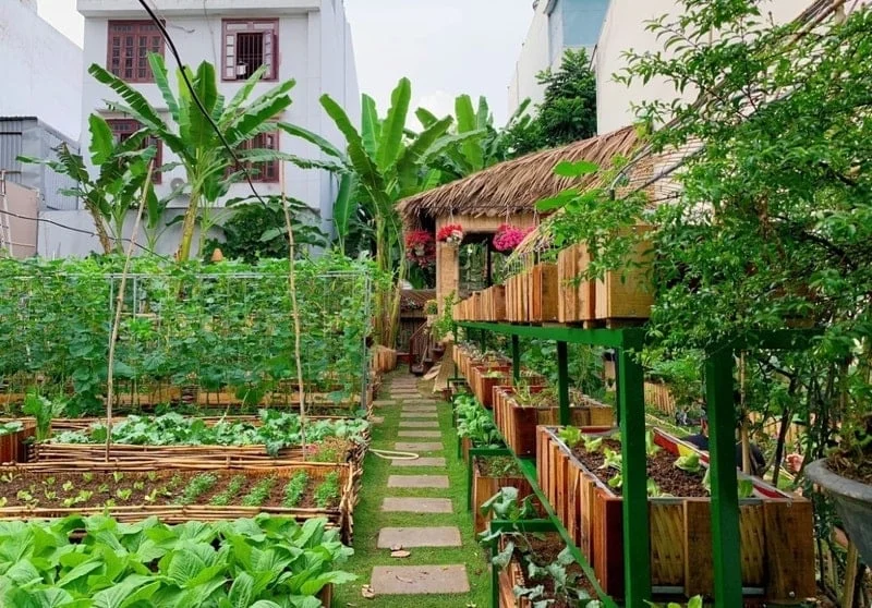 Mô hình vườn rau xanh sạch đẹp tại gia đình Việt Nam