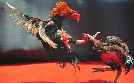 Trực tiếp đá gà