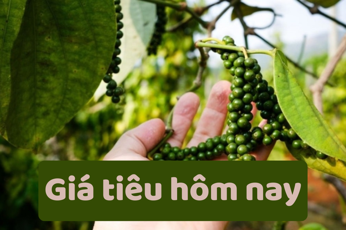 Giá tiêu hôm nay