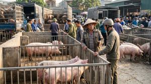 Cập nhật nhanh biến động giá heo hơi hôm nay tại 3 miền